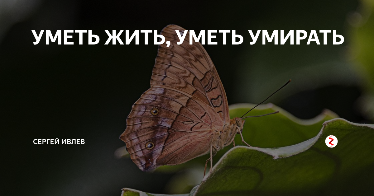 Киселев путин все будет хорошо. Военные мотиваторы. Тлен костер человек. Афоризмы о любви. Я готов погибнуть за родину.
