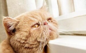 Наиболее распространенным заболеванием, из-за возникновения которого кошка тяжело дышит или открывает рот для того, чтобы сделать вдох, является ринотрахеит. Сразу хотелось бы отметить, что постановка такого диагноза вовсе не означает, что ваша кошка простудилась. Дело в том, что причиной ринотрахеита может стать герпес.