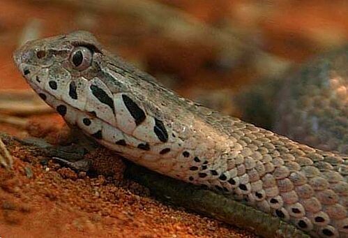 
Ядовитая змея, родом из Австралии, встречается во всем мире. Основной рацион гадюки - мелкие млекопитающие и птицы. Змея способна часами ожидать жертву в засаде. Нужно быть предельно осторожным и внимательным; если не заметить змею, она может напасть и на человека.