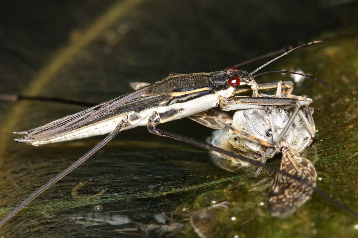 Насекомые пруда. Клоп Водомерка. Водяной клоп — Водомерка. Жук Водомерка. Личинка Водомерка Прудовая.