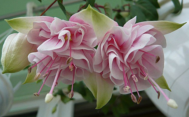 Фуксия Natasha Sinton 