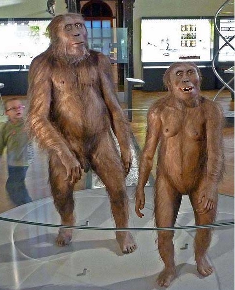 Одна из реконструкций древних людей - австралопитеков