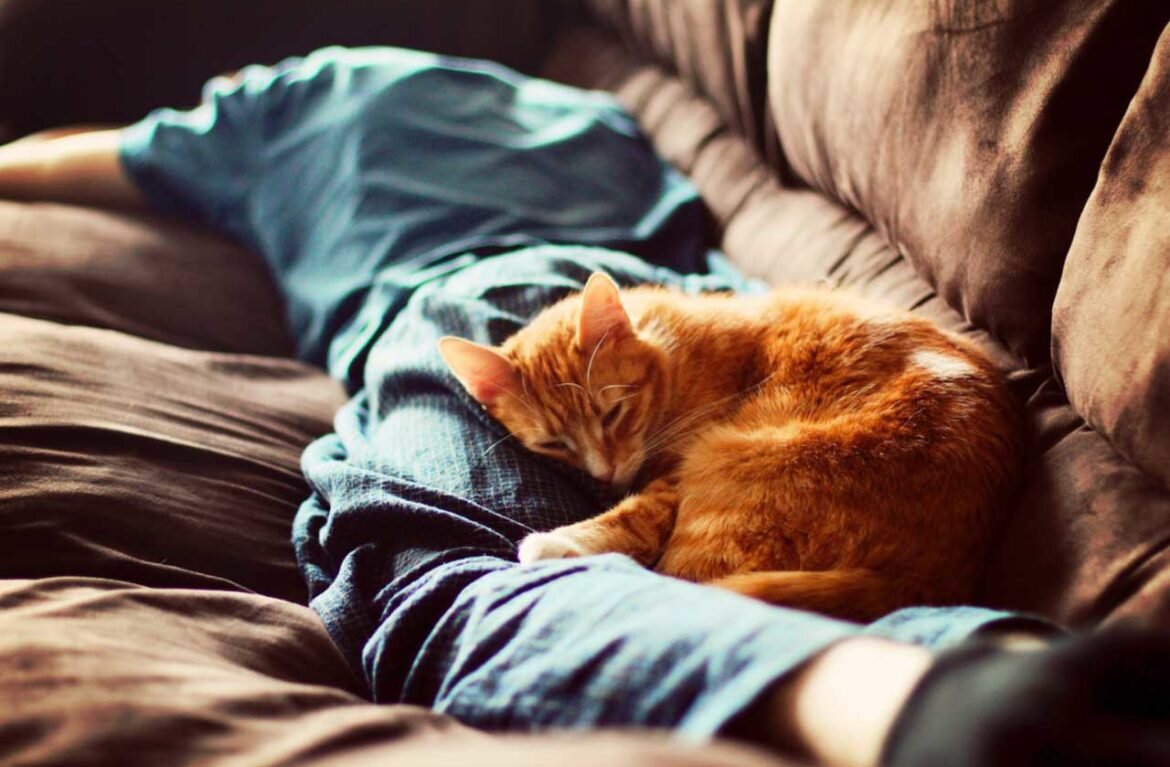    Американские социологи провели исследование, в ходе которого было доказано, что сон с кошками благотворно влияет на нервную систему.-2