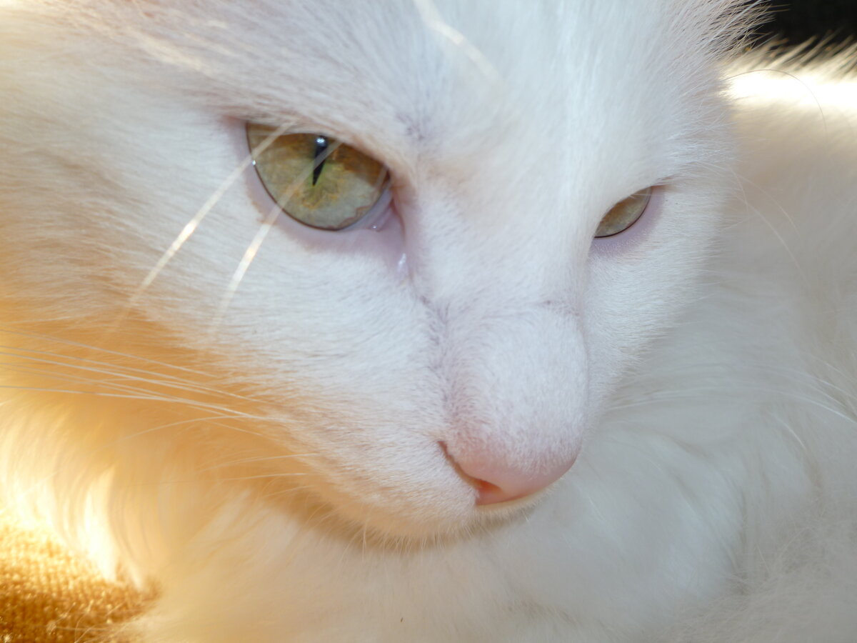 Белая кошка