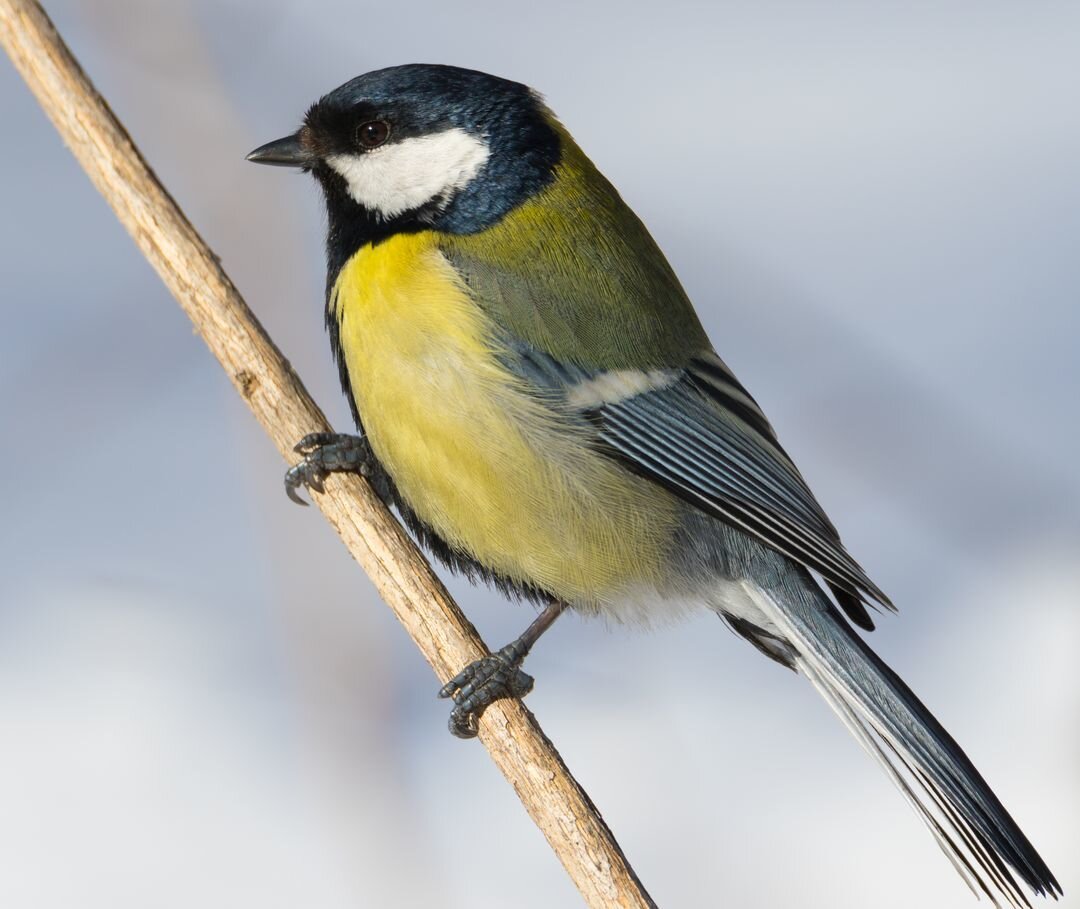 Большая Синица