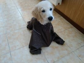 Фото из архива DogAngel.ru