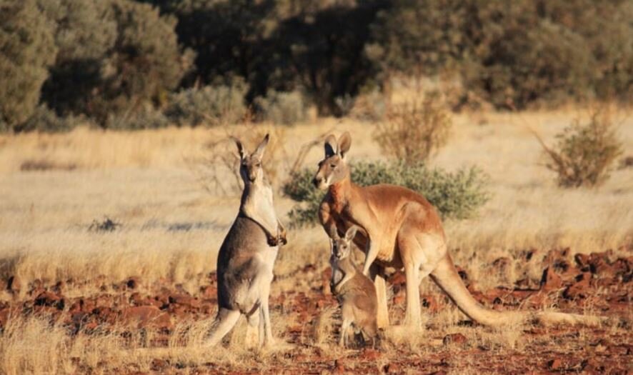 "A kangaroo" или просто "a roo" - это животное кенгуру (по-английски); как известно большинство  кенгуру проживают в Австралии. Самые большие кенгуру весят до 90 кг и вырастают до 2м ростом. Детёныш кенгуру называется "a joey" (джоуи), он сидит у мамы в сумке, которая называется "a pouch" (пауч). Кенгуру - сумчатые, по-английски "marsupials". Если верить энциклопедиям, то живут до 20-23 лет. И их едят ( Если слово "кенгуру" сказать без артикля, "kangaroo", то это мясо кенгуру. Помните, что кенгуру живые, используйте артикли правильно )