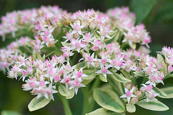  Очитник  красноиспещренный ( Hylotelephium erythrostictum)