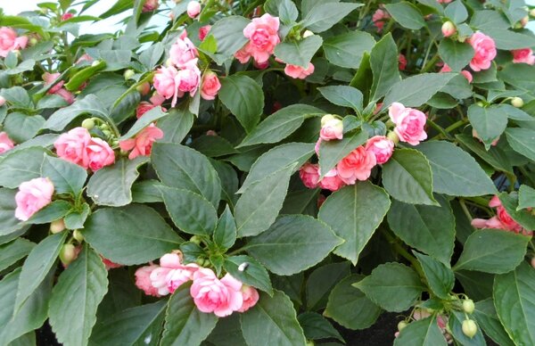 Уход за бальзаминами