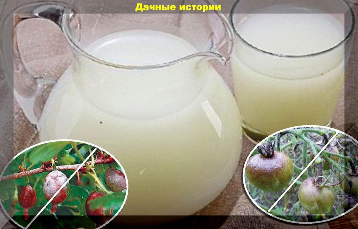Как применять молочную. Мёд кипрейный (белый). Сыворотка молочная. Отвар изюма для очищения. Отвар изюма для очищения печени