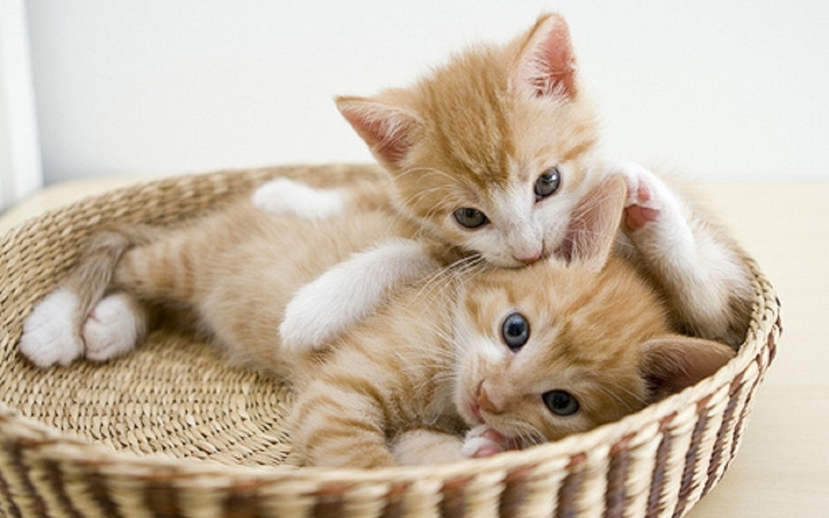 Котики картинки котиков