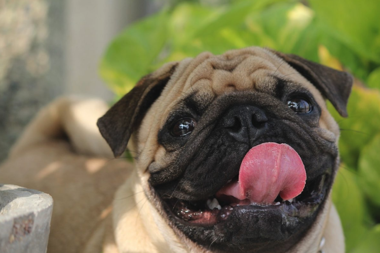 Чем больше лайков, тем довольнее песик! 😋 😋