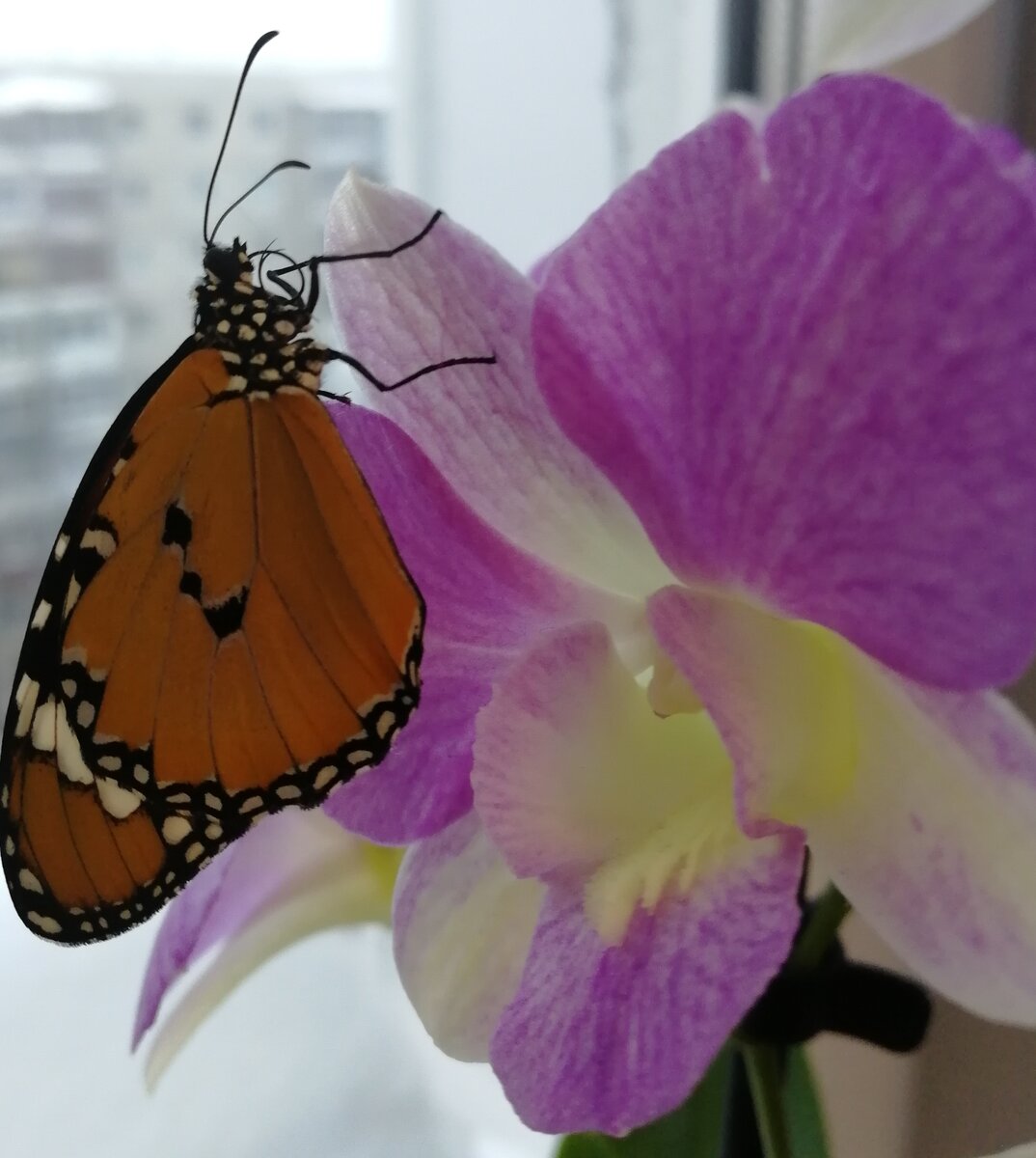 Сколько живут домашние бабочки. Домашняя бабочка. Опасные бабочки. Мотылек домашний. Бабочки в домашних условиях.