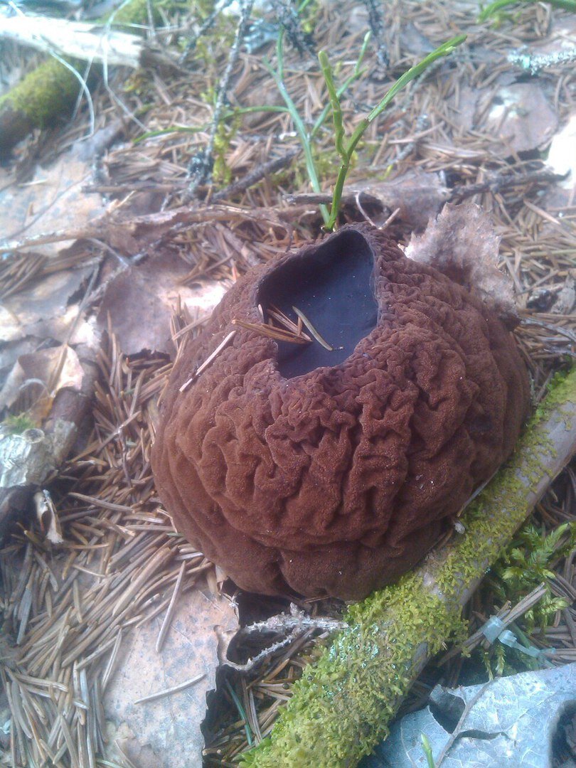 Саркосома шаровидная. Фото 30 апреля 2018 г.