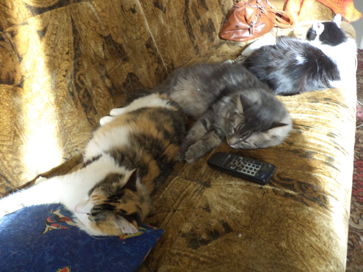 Кто последний на пузо почесать?