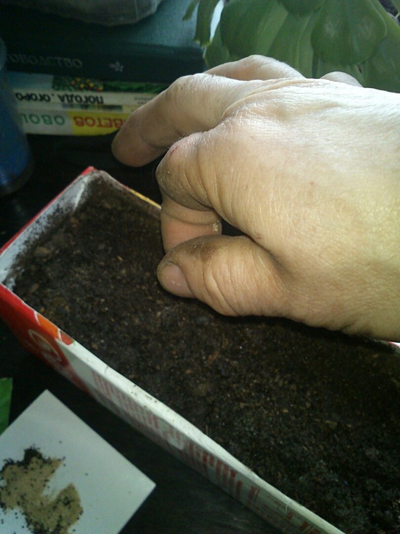 Как посеять семена с песком