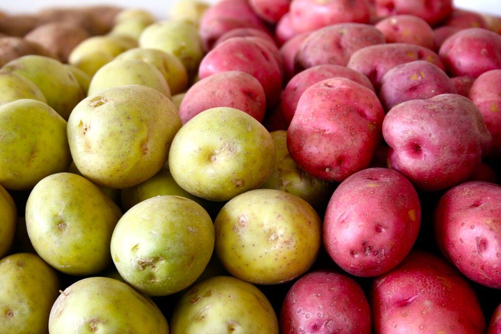Опасный позеленевший и обычный сортовой красный картофель / Фото www.perou-climat.com
