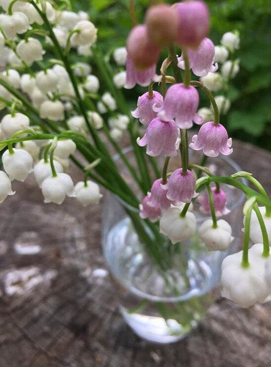 розовый ландыш в сравнении с обычным белым лесным ландышем