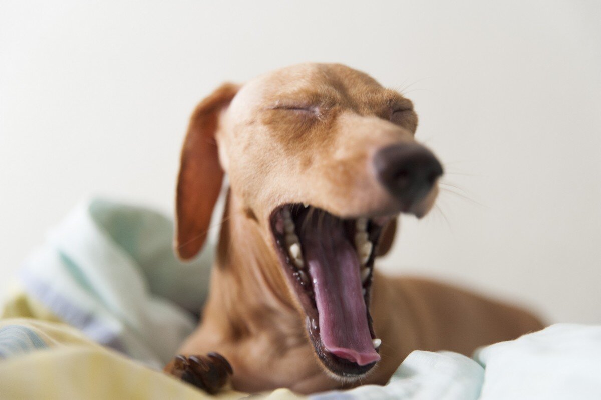 Почему собака зевает