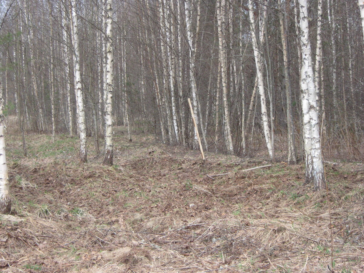 фото березового леса весной, где готовлю площадку под ульи