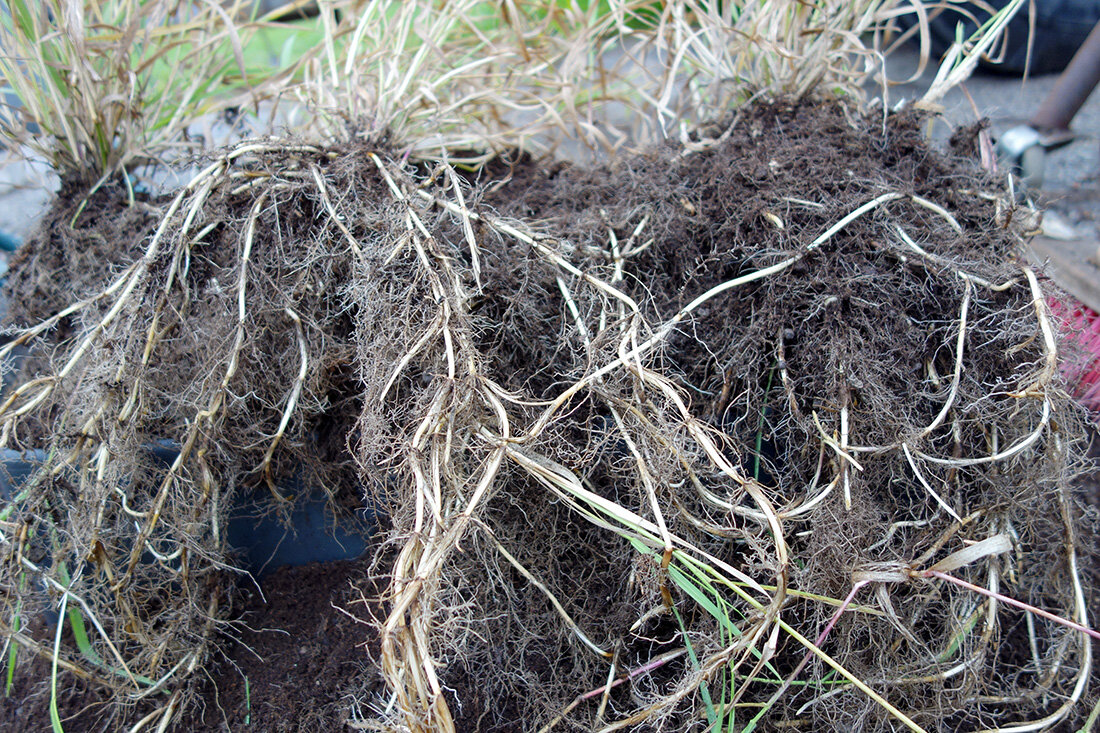 Пырей ползучий. Фото взято из открытых источников.