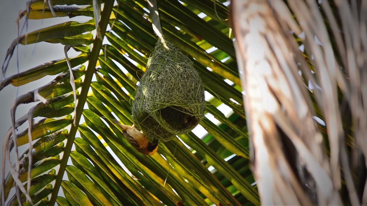 Идеальный эволюционно проверенный домик.