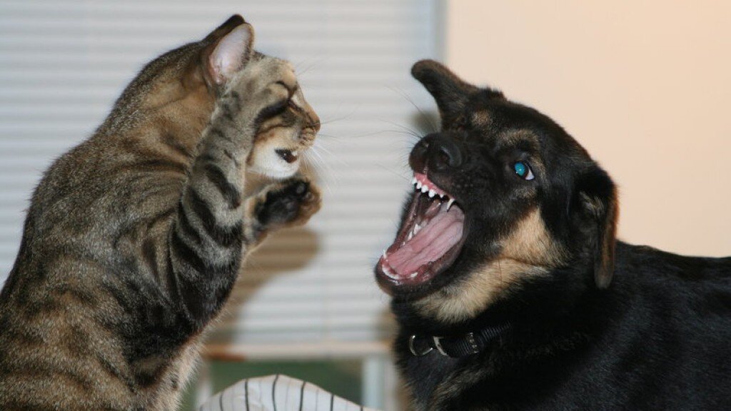 Второй кусь за жадность.