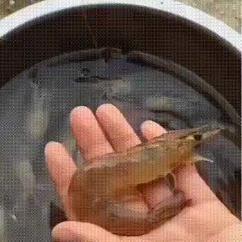 Как быстро удалить кишечную вену у креветки