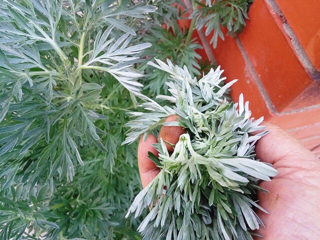 Я обрываю макушки горькой полыни, чтобы она не цвела, а все больше и больше кустилась.