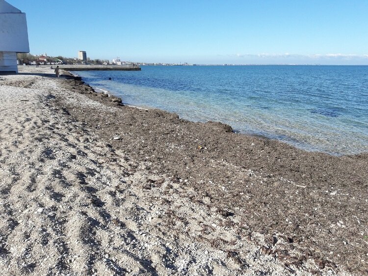 Грязь и водоросли на берегу центрального пляжа (вдалеке плавает собака). Фотография сделана 24 апреля 2019 г.