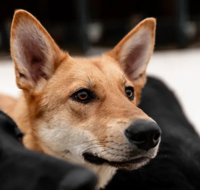 Ярик из приюта «Красная сосна»