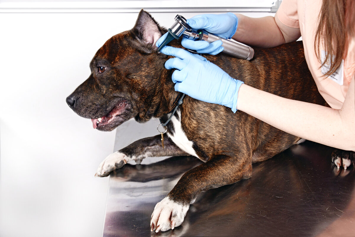 Лишай у собак | МЕДВЕТ Сеть Ветеринарных Центров | Дзен
