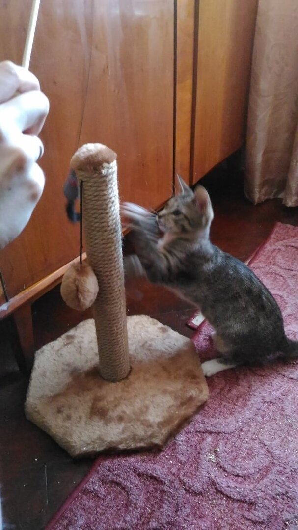 Меркьюри осваивает когтеточку