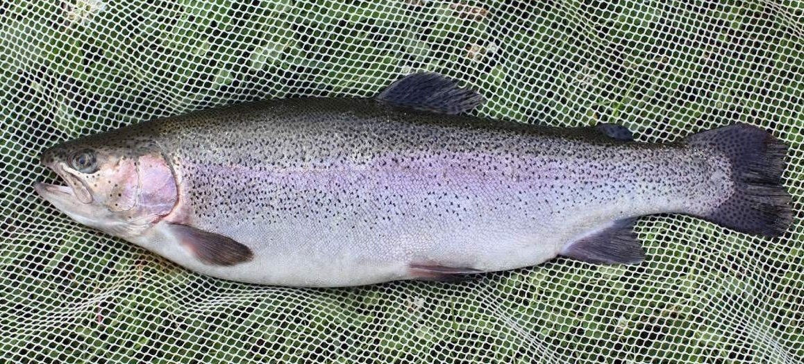 Хороший размерчик.