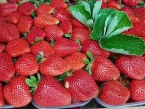 Сорт земляники Альбион