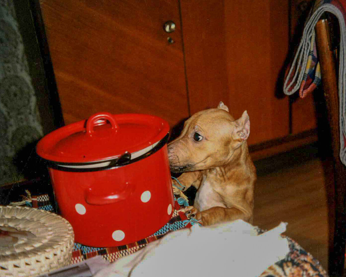 - Где моя большая ложка? (Фото из семейного архива)