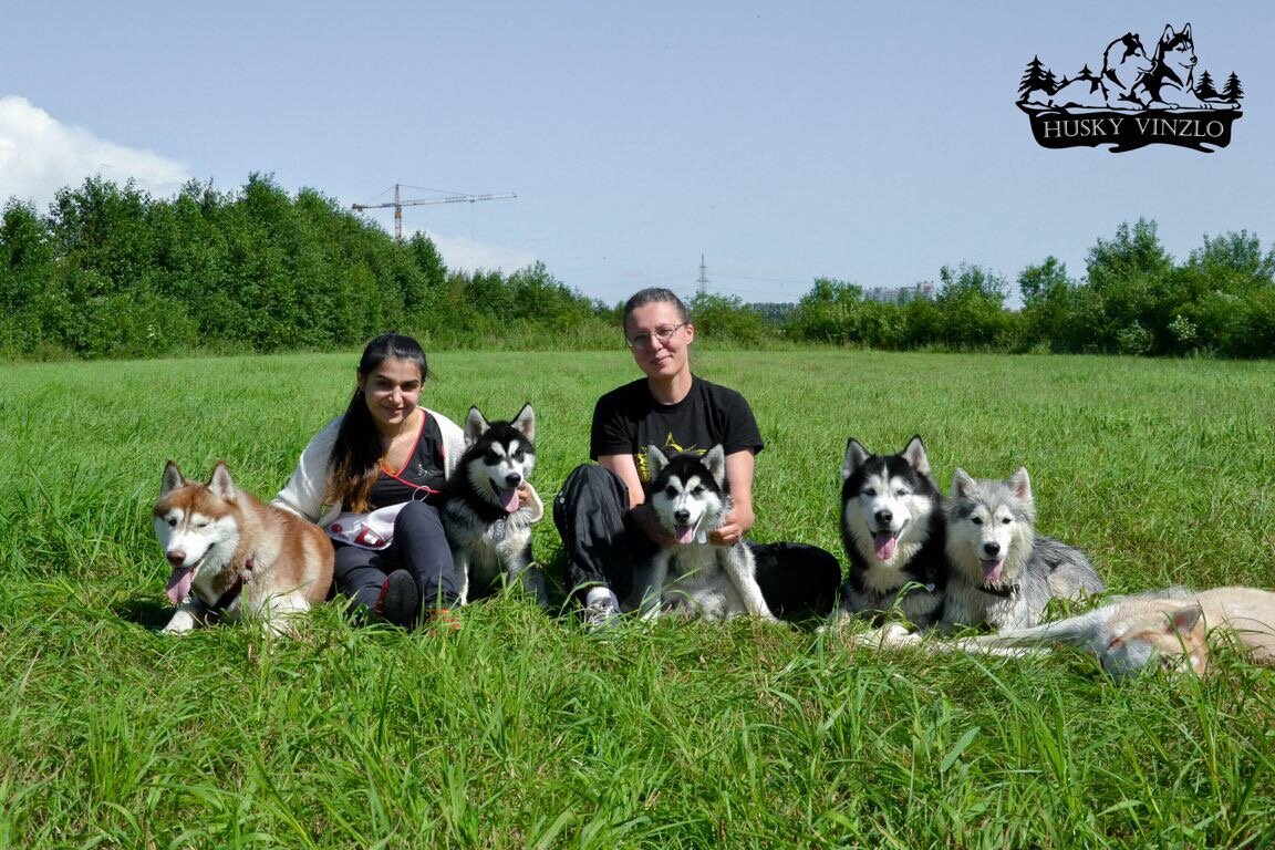 Фото: питомник HuskyVinzlo