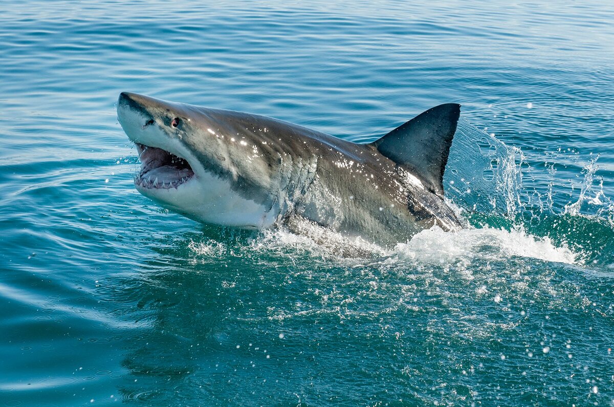 Фото белая акула в хорошем качестве