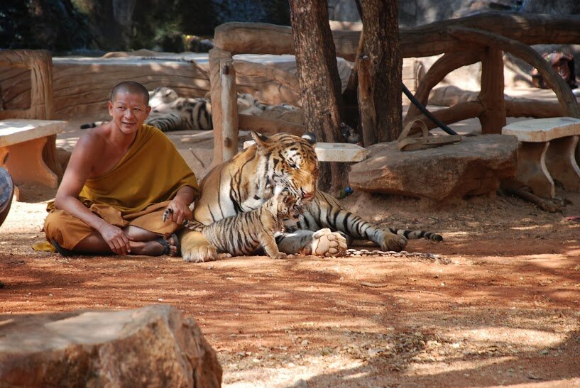 Монах с тигром и тигрёнком
