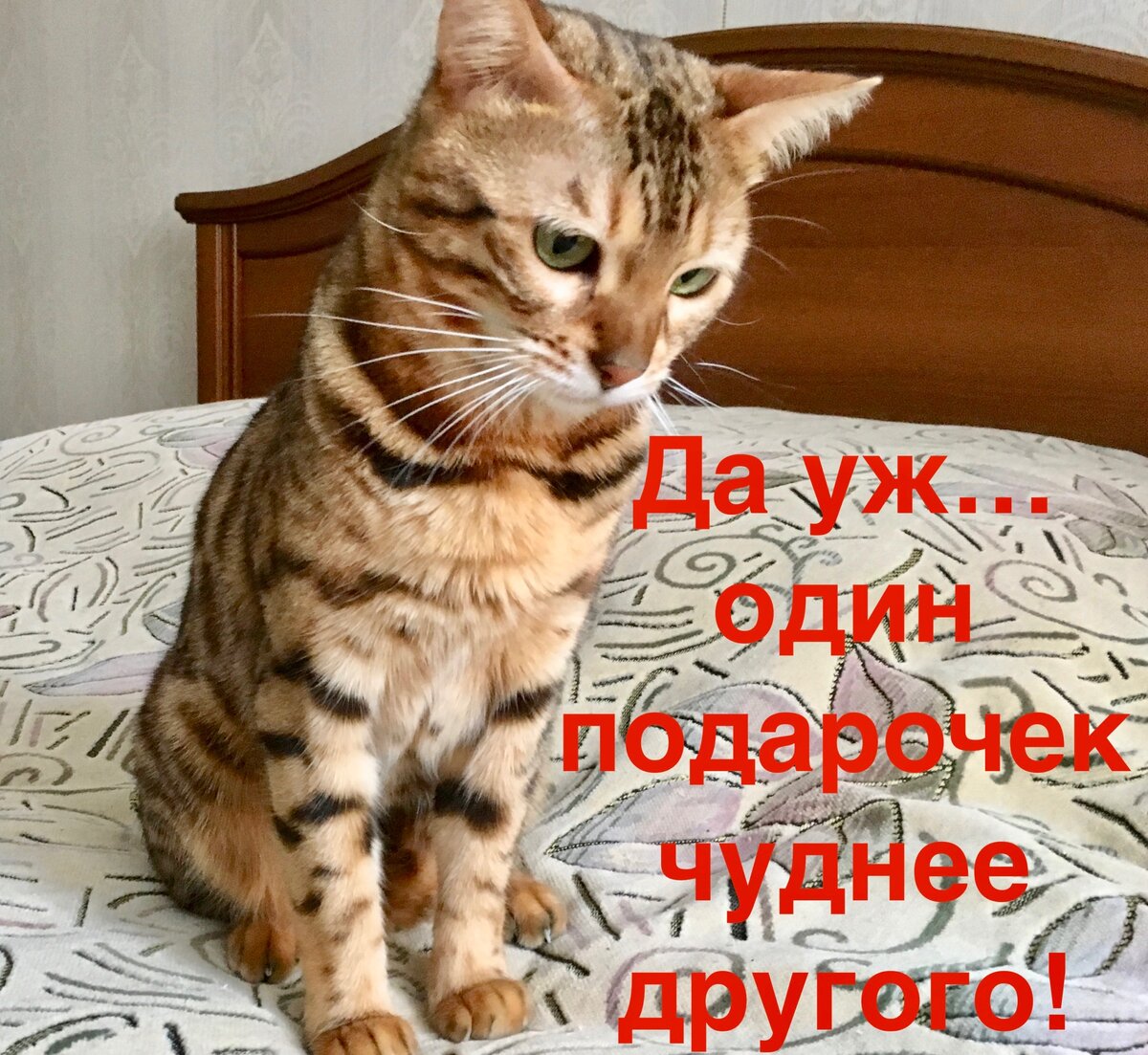 С днем рождения, кот! 6 способов отметить день рождения кота