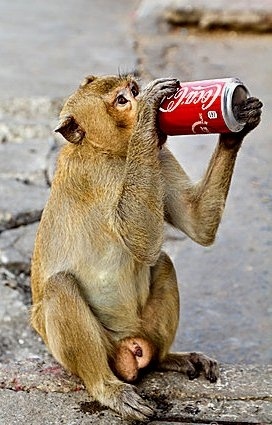 6. О необычном использовании Coca-Cola в быту уже знают, пожалуй, все. Речь идет о том, что с помощью Coca-Cola можно отмыть ржавчину или избавиться от накипи в чайнике. Но знали ли вы о том, что некоторые полицейские в США используют именно этот напиток для того, чтобы отмыть асфальт от крови после дорожных аварий? Оказывается, Coca-Cola и с этим заданием справляется на пять с плюсом.