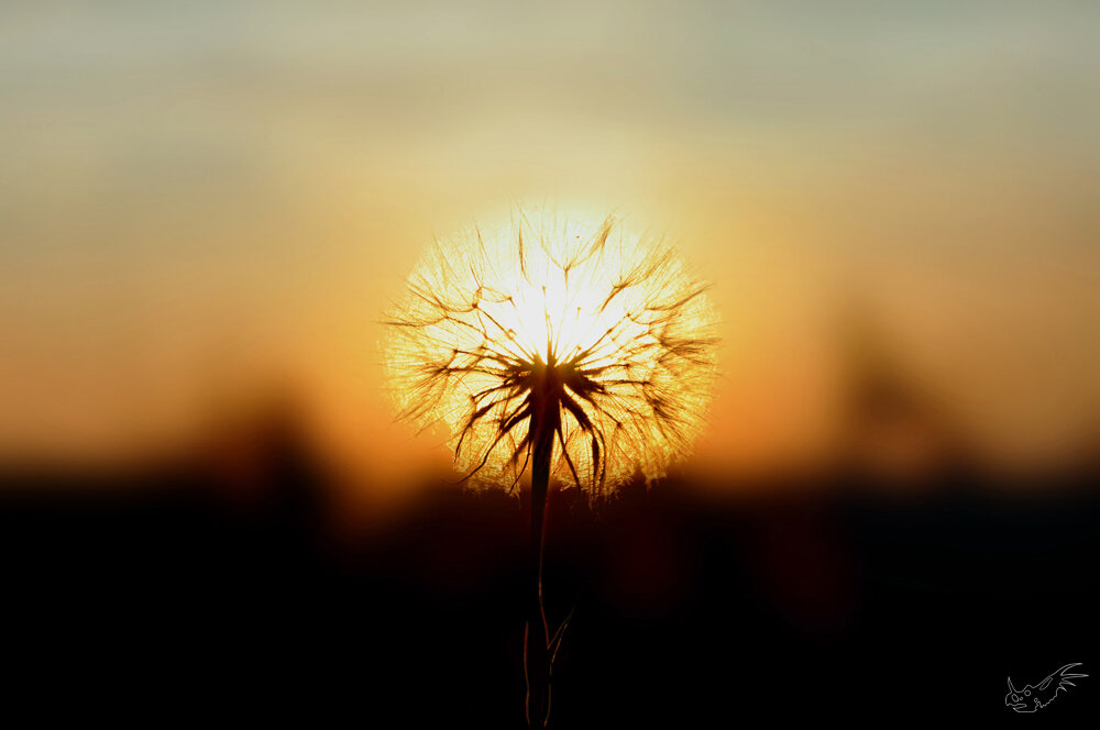 Яндекс.Картинки