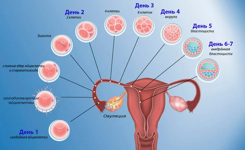 Не могу забеременеть. Что делать? - Lada Clinic