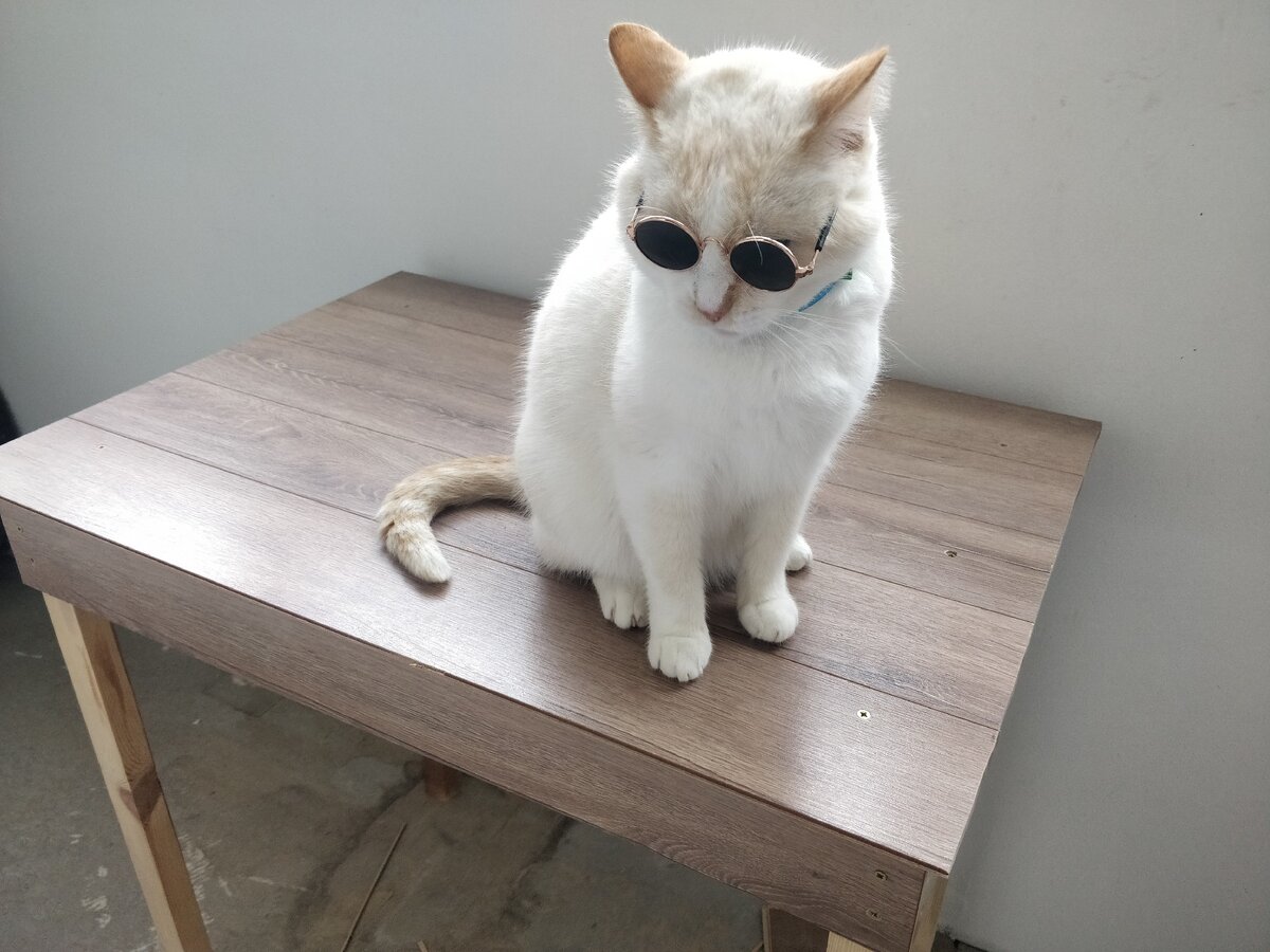 Облюбовал котей