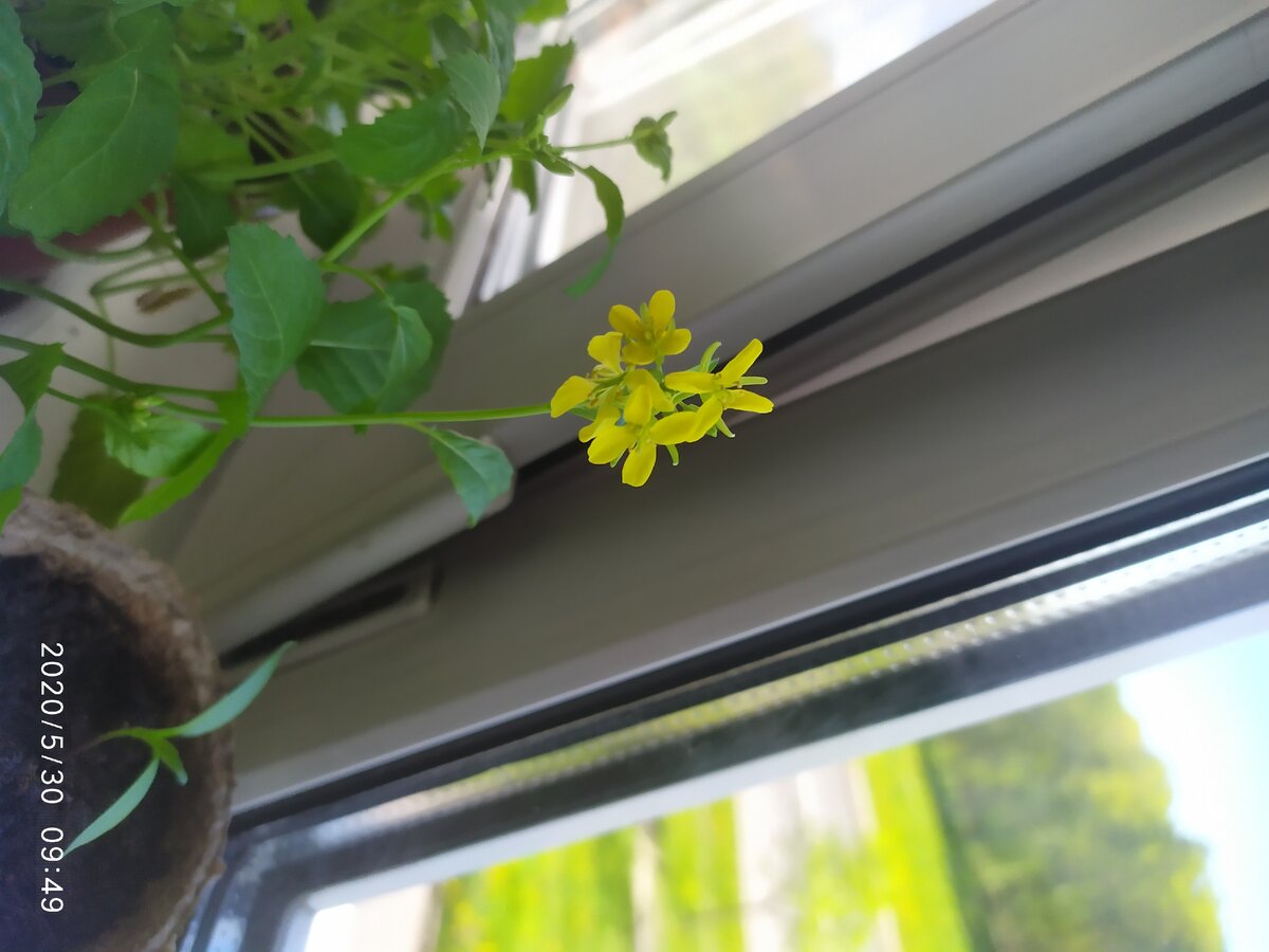 А вот цветы я совсем не ожидал увидеть