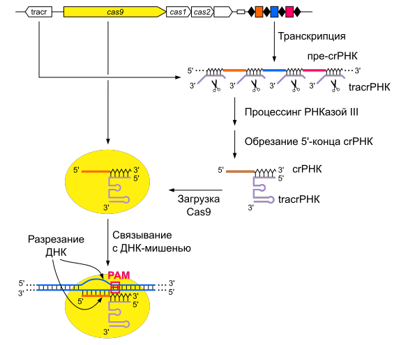 Схема работы системы CRISPR-Cas II типа