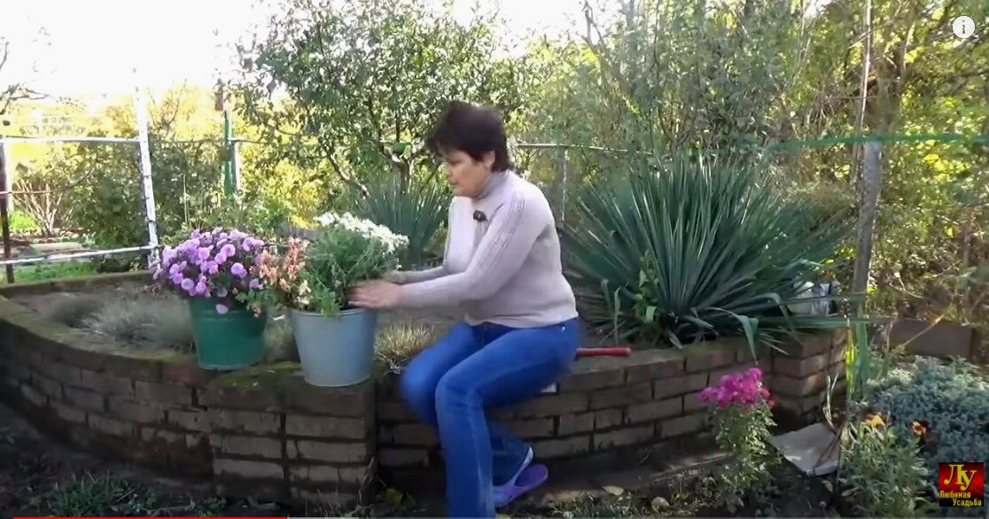 Купила цветы в самом конце октября.  