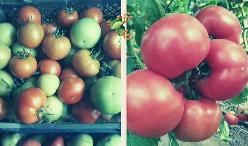 Уход за томатами в июле