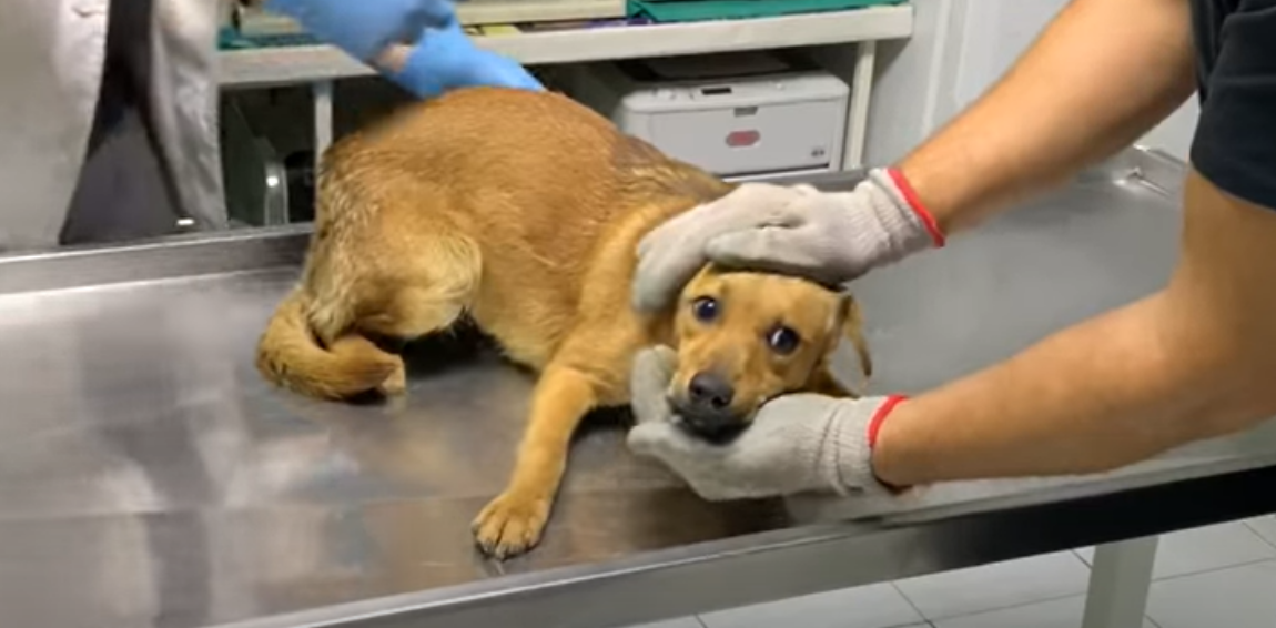 Кана на осмотре у ветеринара.