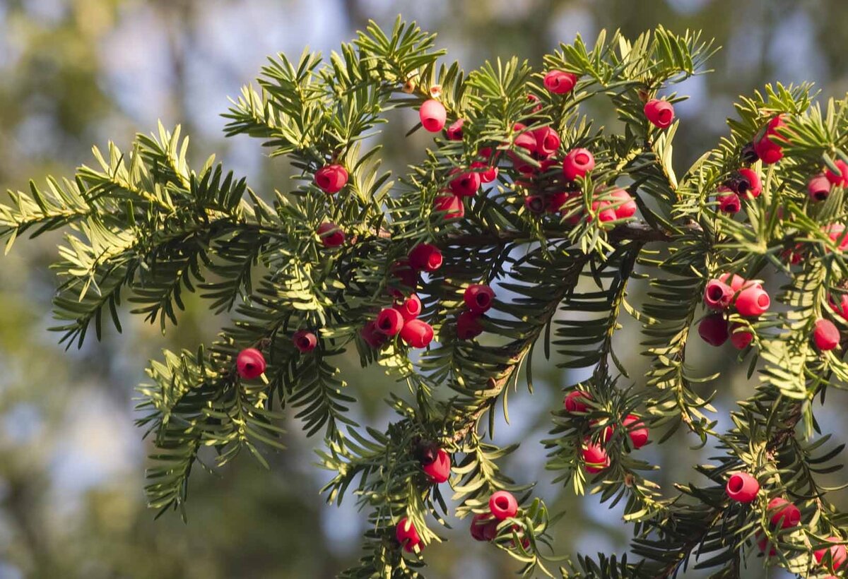 Тис это. Тисс ягодный (Taxus baccata. • Тисс ягодный (Táxus baccáta. Тис ягодный (Taxus baccata David p9). Тис ягодный красное дерево.